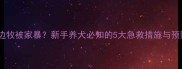两个月边牧被家暴新手养犬必知的5大急救措施与预防指南