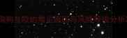 狗狗互咬的常见原因与风险等级分析