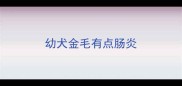 幼犬金毛有点肠炎
