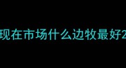 现在市场什么边牧最好