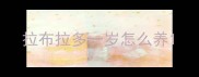 拉布拉多一岁怎么养