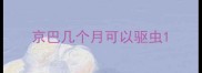 京巴几个月可以驱虫