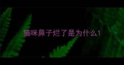 猫咪鼻子烂了是为什么