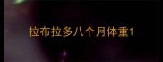 拉布拉多八个月体重