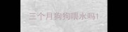 三个月狗狗喂水吗