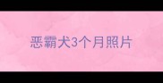 恶霸犬3个月照片