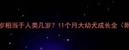 法国斗牛犬1岁相当于人类几岁11个月大幼犬成长全附饲养指南