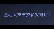 金毛犬拉布拉多犬对比