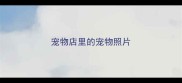 宠物店里的宠物照片
