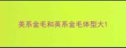 美系金毛和英系金毛体型大