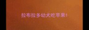 拉布拉多幼犬吃苹果