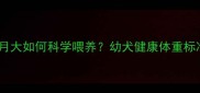 边境牧羊犬一个月大如何科学喂养幼犬健康体重标准与养护全攻略