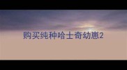 购买纯种哈士奇幼崽