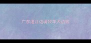 广东湛江边境牧羊犬边牧