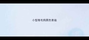 小型卷毛狗黑色泰迪