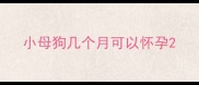 小母狗几个月可以怀孕