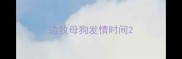 边牧母狗发情时间