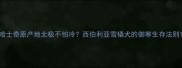 哈士奇原产地北极不怕冷西伯利亚雪橇犬的御寒生存法则