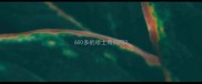 600多的哈士奇纯吗