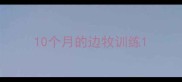 10个月的边牧训练