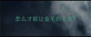 怎么才能让金毛的毛直