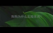 狗狗为什么乱咬东西