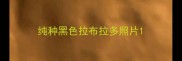 纯种黑色拉布拉多照片