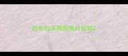 拉布拉多狗狗来月经吗