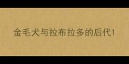 金毛犬与拉布拉多的后代
