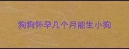 狗狗怀孕几个月能生小狗