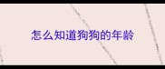 怎么知道狗狗的年龄