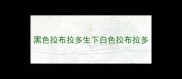 黑色拉布拉多生下白色拉布拉多