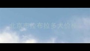北京市拉布拉多犬价格
