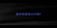 猫咪眼睛像白内障