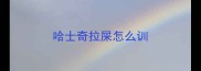 哈士奇拉屎怎么训