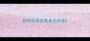 拉布拉多还是金毛好养