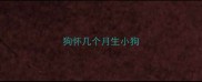 狗怀几个月生小狗