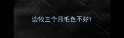 边牧三个月毛色不好