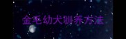 金毛幼犬驯养方法