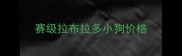 赛级拉布拉多小狗价格
