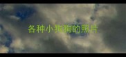 各种小狗狗的照片