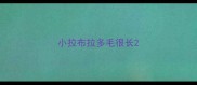 小拉布拉多毛很长