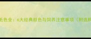 泰迪犬毛色全6大经典颜色与饲养注意事项附选购指南