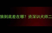 哈士奇和狼到底差在哪资深训犬师二哈真面目