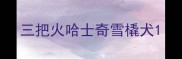三把火哈士奇雪橇犬