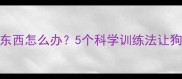 拉布拉多总爱咬东西怎么办5个科学训练法让狗狗远离破坏行为
