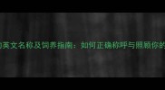 金毛犬的英文名称及饲养指南如何正确称呼与照顾你的毛孩子