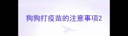 狗狗打疫苗的注意事项