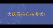 大庆买拉布拉多犬