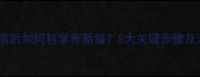 猫咪接种疫苗后如何科学养新猫5大关键步骤及注意事项全